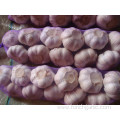 Best Quality Normal White Garlic Braids